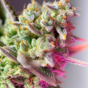 Sweet Mimosa XL Auto Feminised Seeds - 5