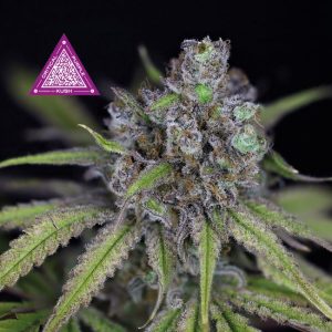 Critical Purple Kush Feminised Seeds - 50