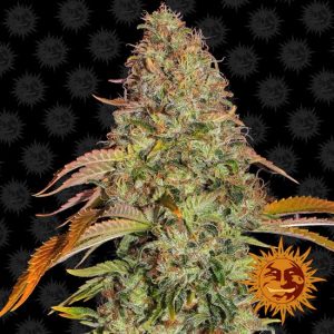 Zkittlez OG Auto Feminised Seeds - 5