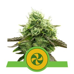 Sweet ZZ Auto Feminised Seeds - 5