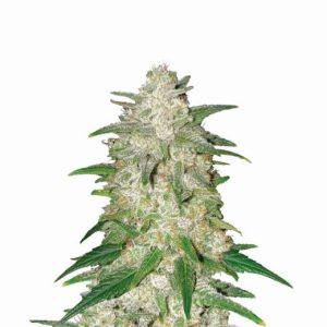 Gelato Auto Feminised Seeds - 5