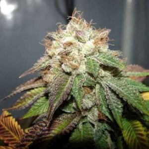 Pre98 Bubba BX2 Feminised Seeds - 6