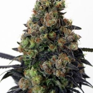 Acid Dough Feminised Seeds - 5