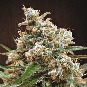 Nepal Jam Feminised Seeds - 5