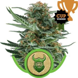 Royal Dwarf Auto Feminised Seeds - 5