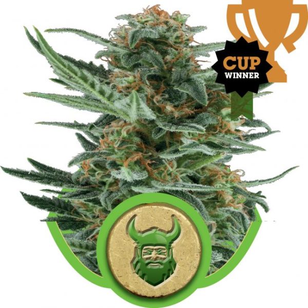Royal Dwarf Auto Feminised Seeds - 5