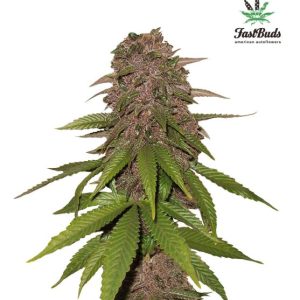 C4 Auto Feminised Seeds - 2