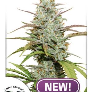 Mokum's Tulip Feminised Seeds - 5
