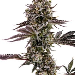 Blueberry Cupcake Feminised Seeds - 5