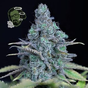 Jack Herer Feminised Seeds - 5