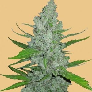 Original Sour Diesel Auto Feminised Seeds - 2