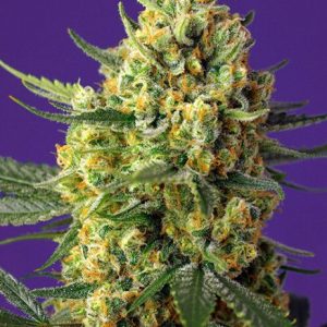 Crystal Candy XL Auto Feminised Seeds - 5
