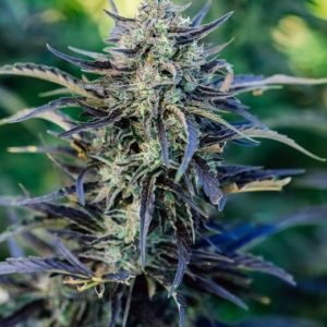 Fog Dog Auto Feminised Seeds - 5
