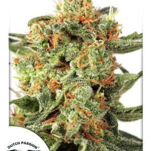 Orange Hill Special Feminised Seeds - 5