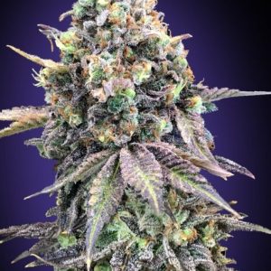 Purple Punch Feminised Seeds - 5
