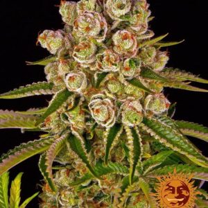 Kush Mintz Feminised Seeds - 5