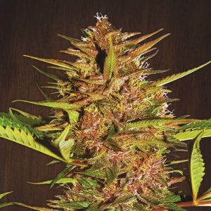 Pakistani Chitral Kush Feminised Seeds - 5