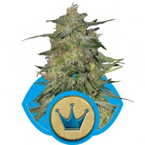 Royal Highness CBD Feminised Seeds - 5