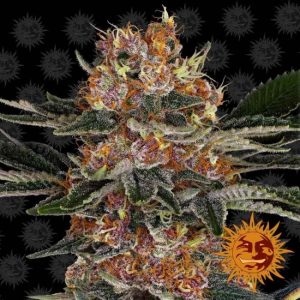 Purple Punch Feminised Seeds - 3