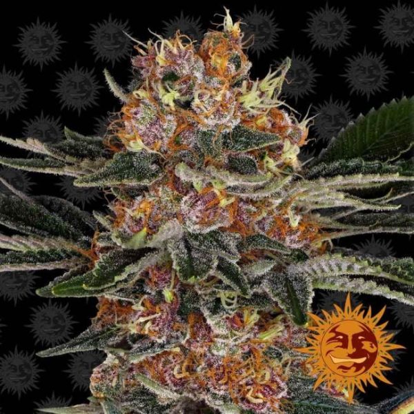 Purple Punch Feminised Seeds - 3