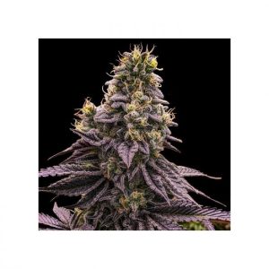 Zombie Bride Feminised Seeds - 3