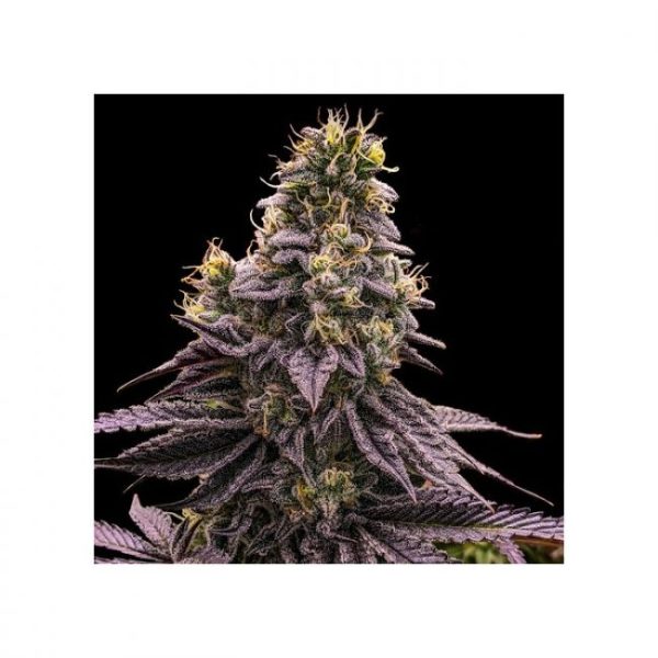 Zombie Bride Feminised Seeds - 3