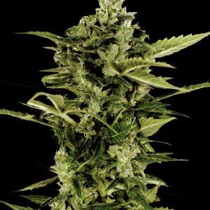 Auto-Bomb Feminised Seeds - 5