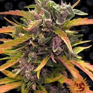 Gorilla Glue Auto Feminised Seeds - 5