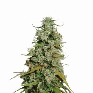 Hawaii Maui Waui Feminised Seeds - 5