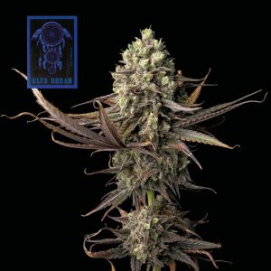 Blue Dream Feminised Seeds - 50
