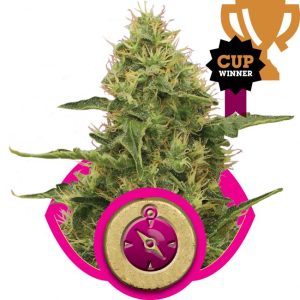 Northern Light Feminised Seeds - 5