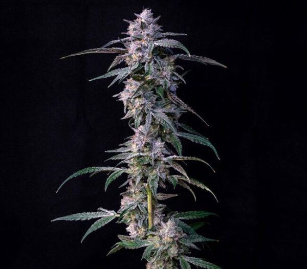 10Gs Feminised Seeds - 7