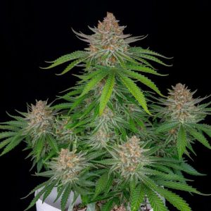 Strawberry Pie Auto Feminised Seeds - 2