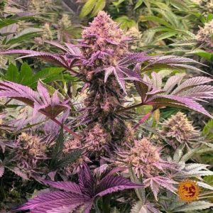 Dos Si Dos 33 Feminised Seeds - 5