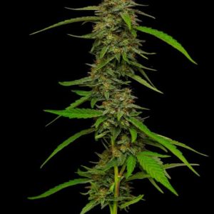 Strawberry Cheesecake Feminised Seeds - 5