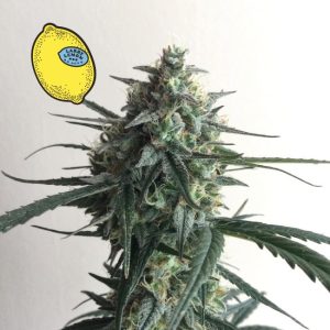 Larry Lemon OG Auto Feminised Seeds - 5