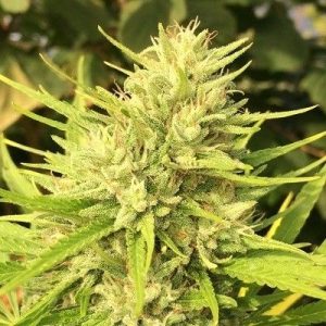 Malawi x Panama Feminised Seeds - 5