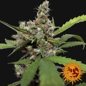 Blue Shark CBD Feminised Seeds - 1