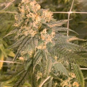 Mint Milano Feminised Seeds (Gold Collection) - 6