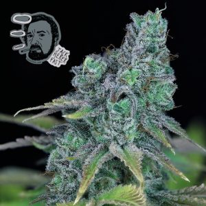 Jack Herer FAST Feminised Seeds - 5