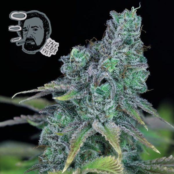 Jack Herer FAST Feminised Seeds - 5