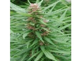 Ace Mix Feminised Seeds - 5