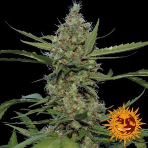 Laughing Buddha Feminised Seeds - 1