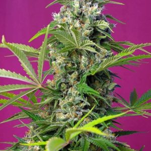 Gorilla Girl Feminised Seeds - 5
