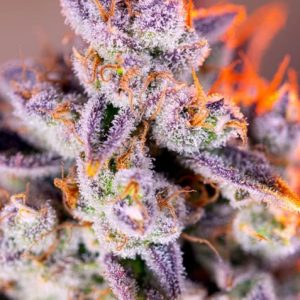 Tropicanna Poison XL Auto Feminised Seeds - 5