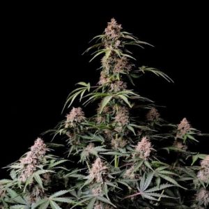 Amnesia Zkittlez Auto Feminised Seeds - 100