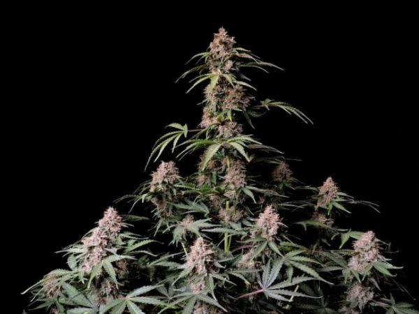 Amnesia Zkittlez Auto Feminised Seeds - 100