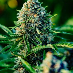 Gummibears Auto Feminised Seeds - 5