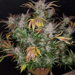 Cream Cookies Auto Feminised Seeds - 2
