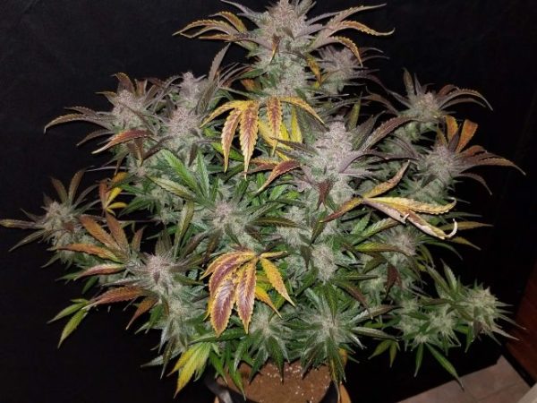 Cream Cookies Auto Feminised Seeds - 2